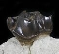 Fossil Brontotherium (Titanothere) Molar - South Dakota #31451-1